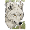 Weißer Wolfkopf im Wald