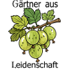 Green gooseberries on a branch