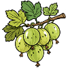 Gooseberries Branch Illustration