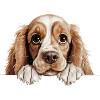 Cavalier Spaniel Cheeky Portrait Tee