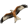Red Kite in flight