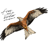 Red Kite in Flight
