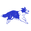 Border Collie Dog Running