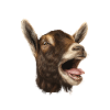 Goat Goat Breeding Goat Farmer Goat Saying Goats