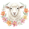 White Sheep