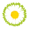 Sunny Daisy Pop Flower