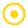 Daisy Sunburst Graphic