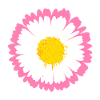 Pink Daisy Edge