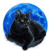 Starry feline.
