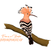 Hoopoe with raised crest on branch
