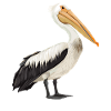 Pélicans Pélican