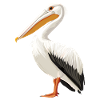 Pélicans Pélican