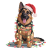 Schlittenhund im Lichterglanz