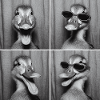Funny Duck Photo Box Selfie Sunglasses
