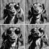 Funny Dachshund Dog Retro Photo Booth