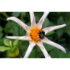 Blume mit Hummel