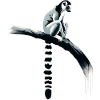ring-tailed lemur