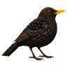 Blackbird in a natural look