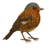 Buchfink im Naturlook