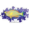 Parrotfish / Hybrid