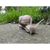 Snails Macro Natural Design
