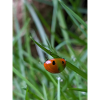 Close-up: Ladybug on grass