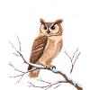 Winter Owl View on Snow Branch