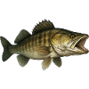 zander