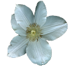 White Clematis Flower