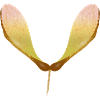 Delicate maple seed – autumnal nature motif