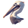 Pelicans Pelican