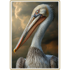Pelicans Pelican