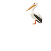 Pelicans Pelican
