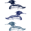 MERGUS