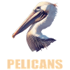 Pélicans Pélican