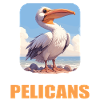 Pélicans Pélican