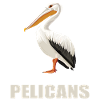 Pélicans Pélican
