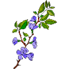 Fleur