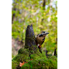 Forest Woodpecker on Mossy Stump