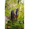 Woodpecker on Mossy Forest Stump