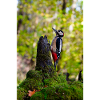 Woodpecker on Mossy Log