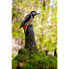 Crimson Crest Woodpecker Forest