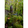 Moosiger Waldvogel In Ruhiger Lichtung