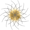 Golden Orbit and Starrays