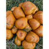 Golden Rolls OutdoorGrass