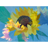 Sunflower multiexposure