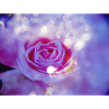 Rose's bright multiple exposure