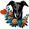 Galgo Blackbeauty Nr01