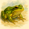 Aquarelle Grenouille Verte