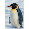 Aquarell Pinguin am Meer